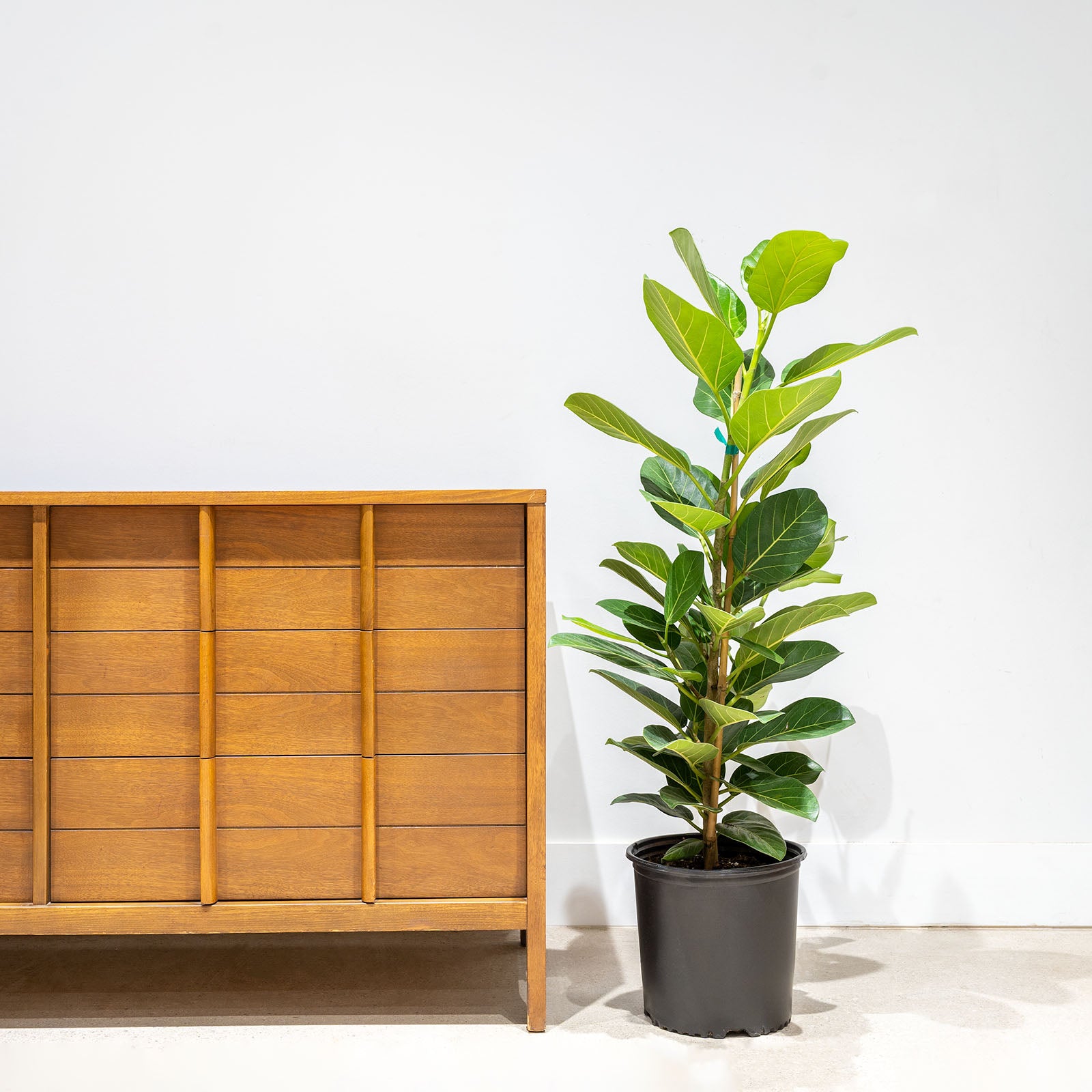 Ficus Audrey - House Plants Delivery Toronto - JOMO Studio