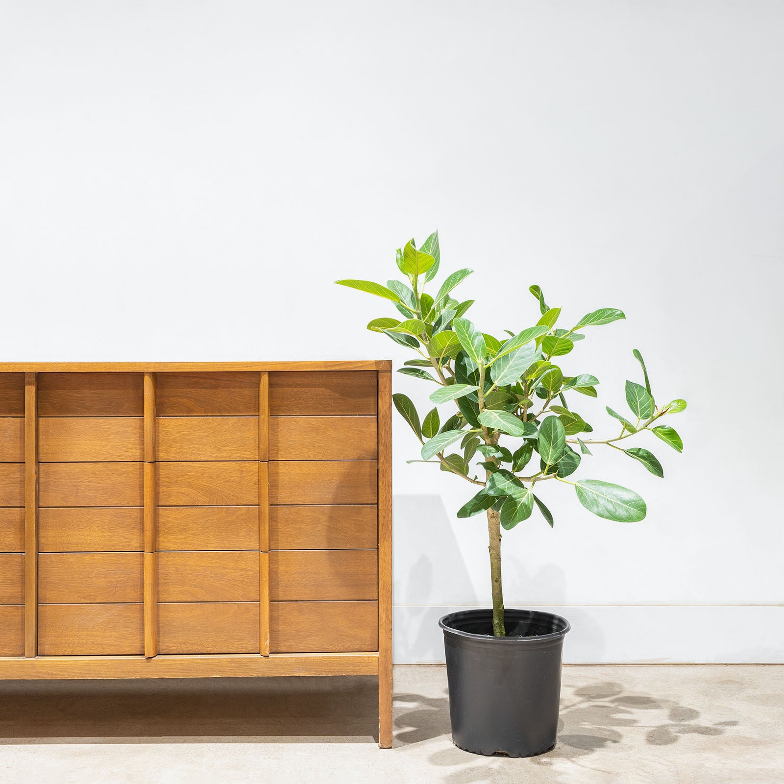 Ficus Audrey - House Plants Delivery Toronto - JOMO Studio