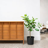 Ficus Audrey — 10" Pot - Bonsai Tree (2.5'+ Tall)