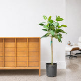 Ficus Audrey — 10" Pot - Tree (4'-5' Tall)