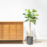 Ficus Audrey - House Plants Delivery Toronto - JOMO Studio