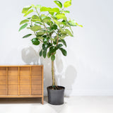Ficus Audrey - House Plants Delivery Toronto - JOMO Studio