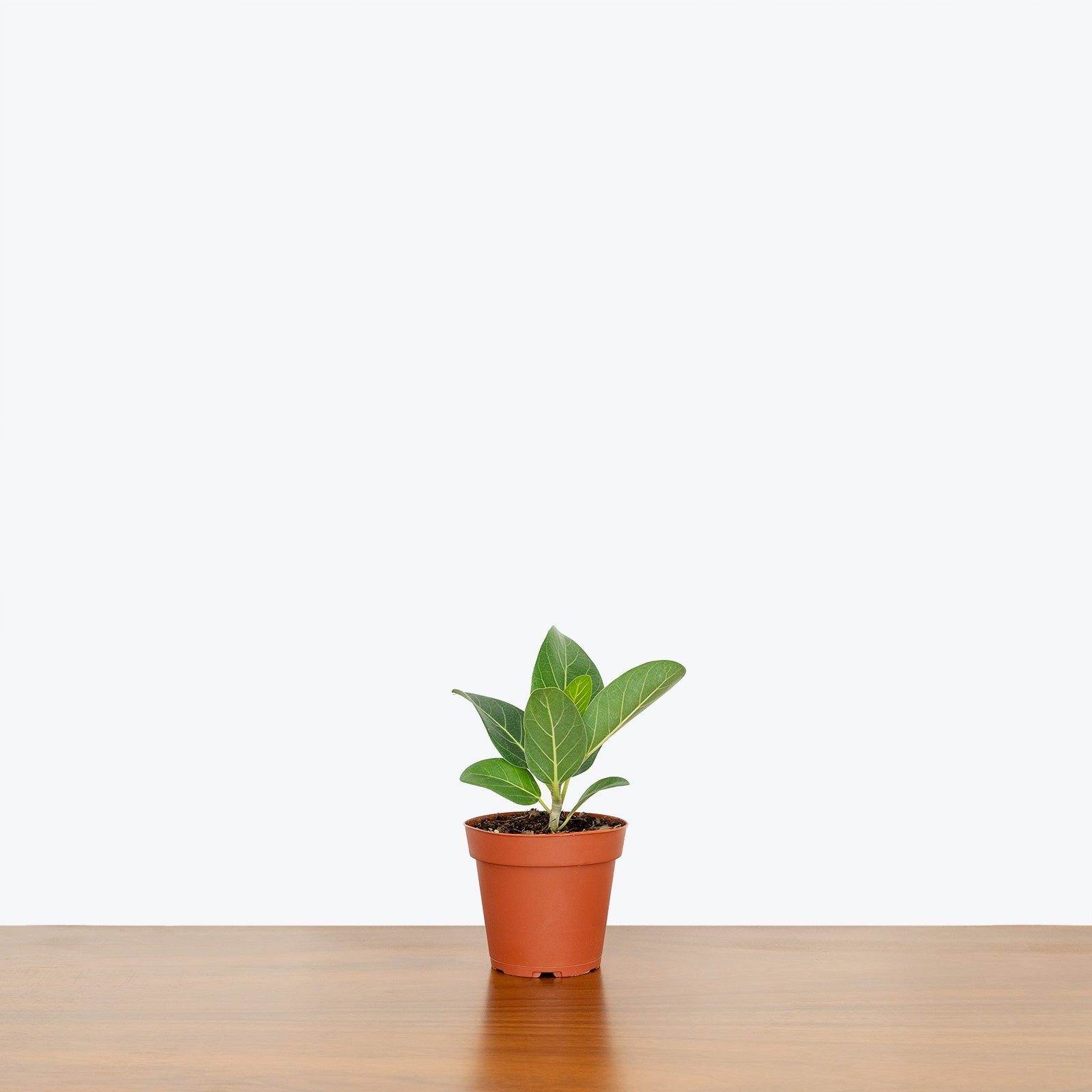 Ficus Audrey - House Plants Delivery Toronto - JOMO Studio