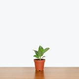 Ficus Audrey — 4” Pot - Single Stem