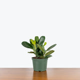 Ficus Audrey — 6" Pot - Multi Stems
