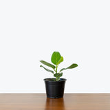 Ficus Audrey — 6” Pot - Single Stem