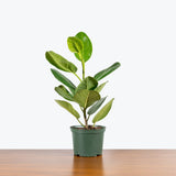 Ficus Audrey — 6” Pot - Single Stem Tall