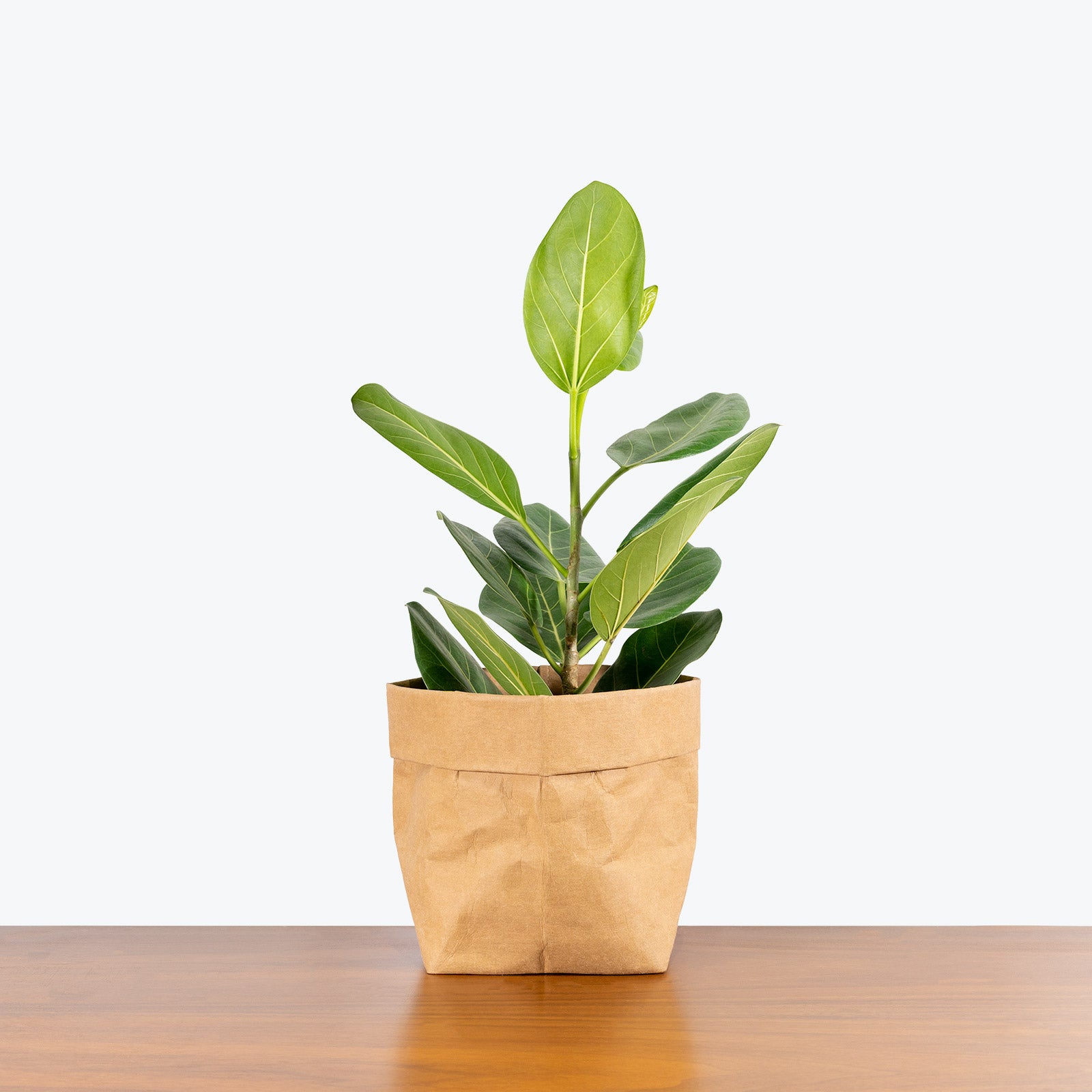 Ficus Audrey - House Plants Delivery Toronto - JOMO Studio