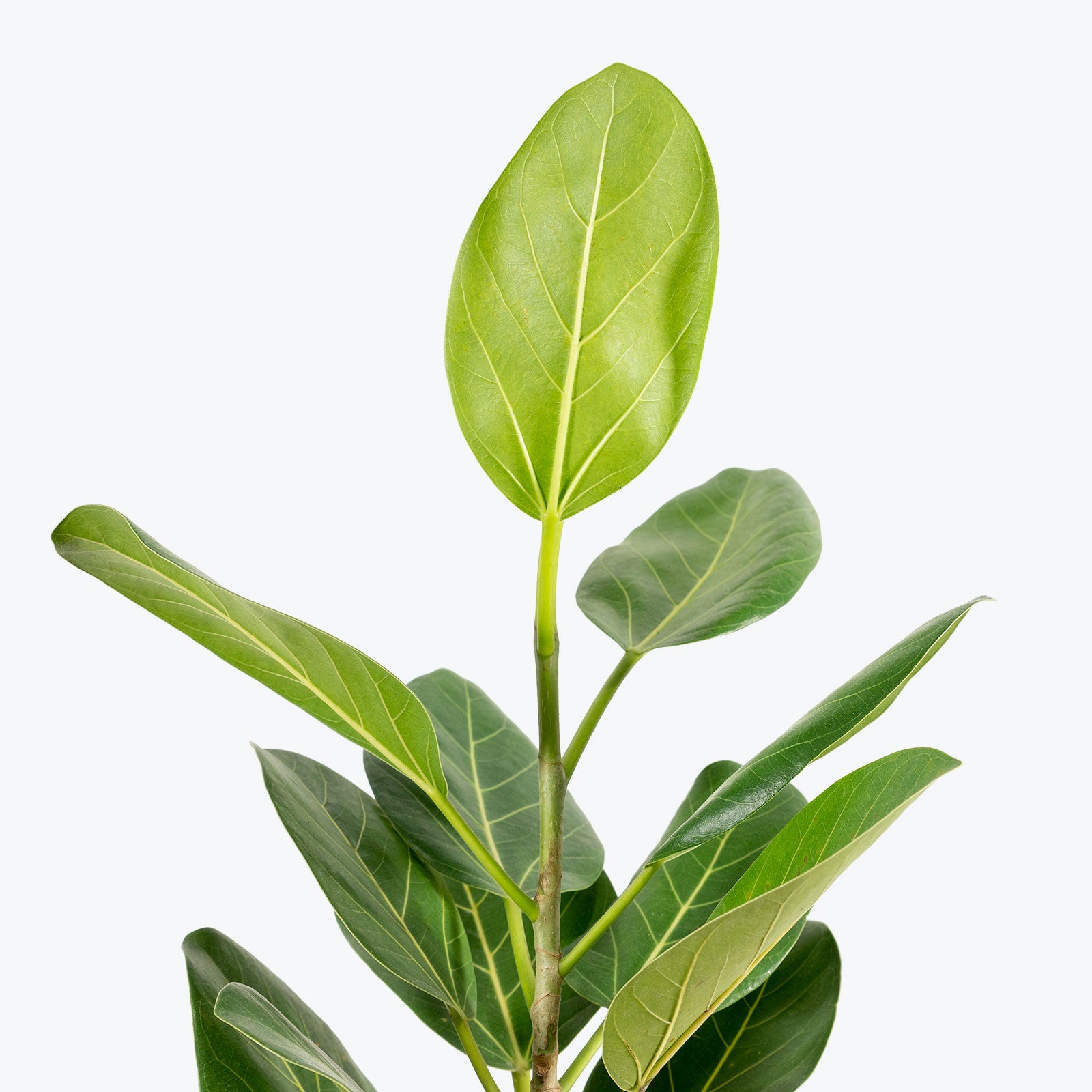 Ficus Audrey - House Plants Delivery Toronto - JOMO Studio