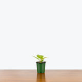 Ficus Audrey Golden — 4” Pot