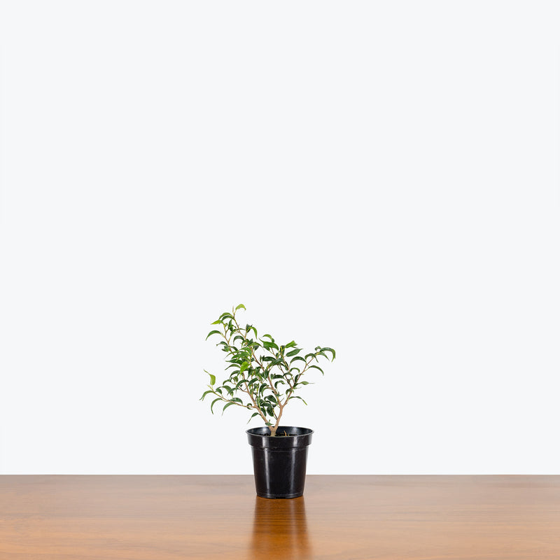 Ficus Benjamina Mini Lucie - House Plants Delivery Toronto - JOMO Studio