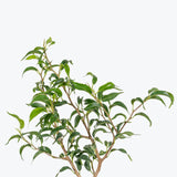 Ficus Benjamina Mini Lucie - House Plants Delivery Toronto - JOMO Studio