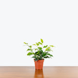 Ficus Benjamina Neon — 4" Pot