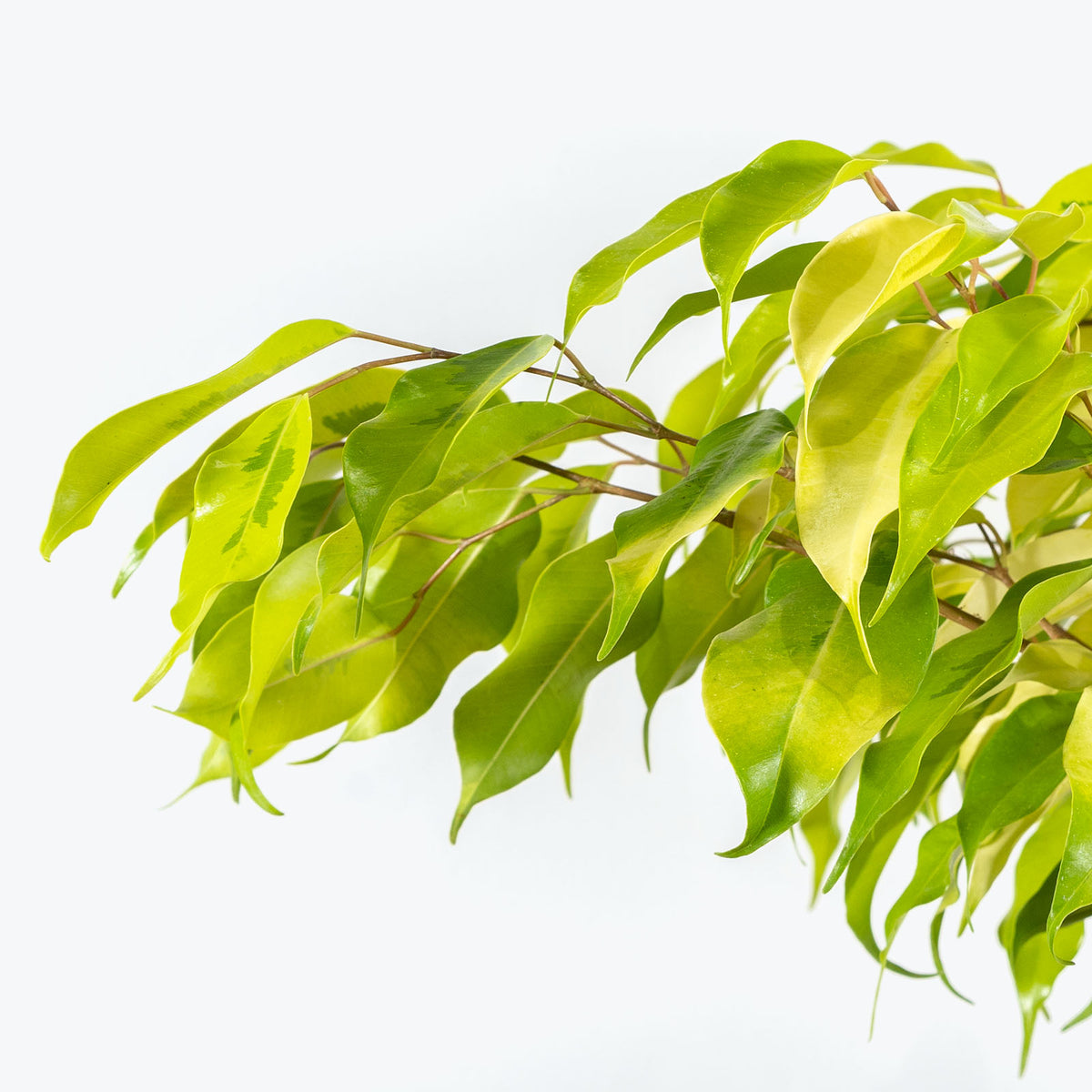 Ficus Benjamina Neon - House Plants Delivery Toronto - JOMO Studio