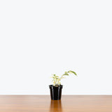 Ficus Benjamina Starlight - House Plants Delivery Toronto - JOMO Studio