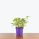 Ficus Benjamina Starlight — 6" Pot