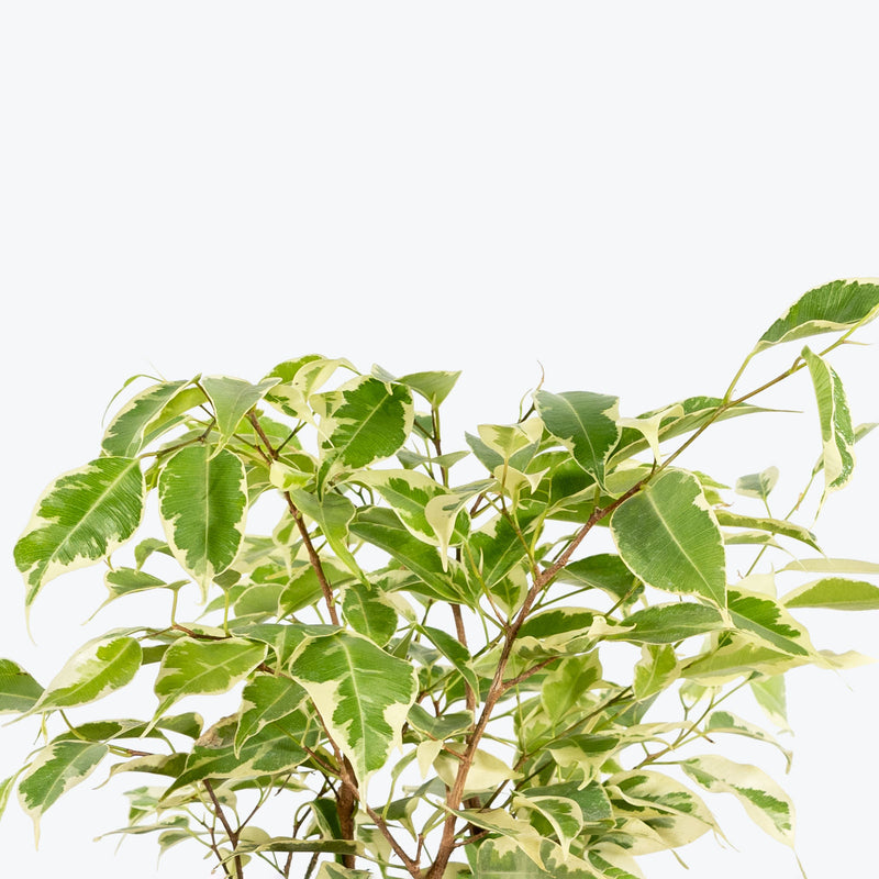 Ficus Benjamina Starlight - House Plants Delivery Toronto - JOMO Studio