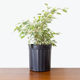 Ficus Benjamina Starlight — 8" Pot