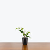 Ficus Benjamina Wintergreen — 4" Pot (smaller than picture)