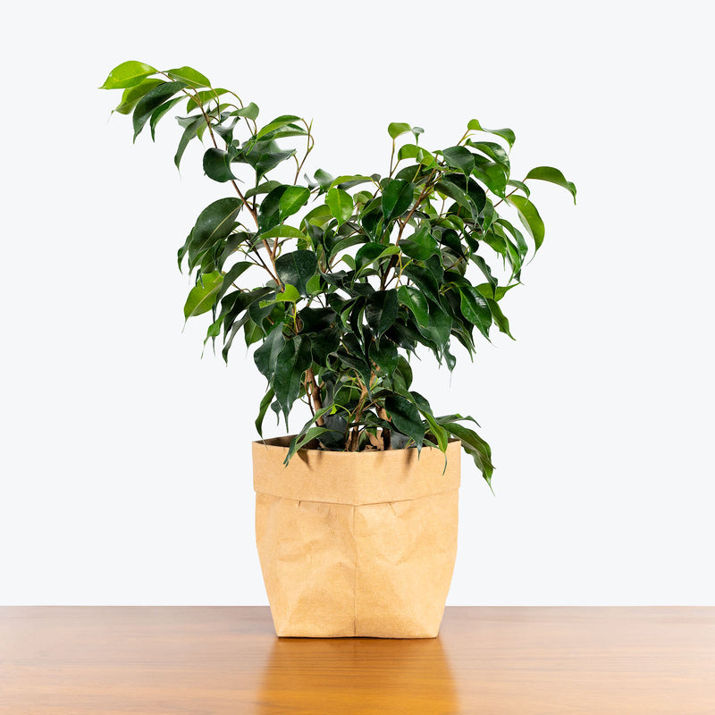 Ficus Benjamina Wintergreen - House Plants Delivery Toronto - JOMO Studio
