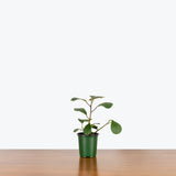 Ficus Diversifolia — 4” Pot