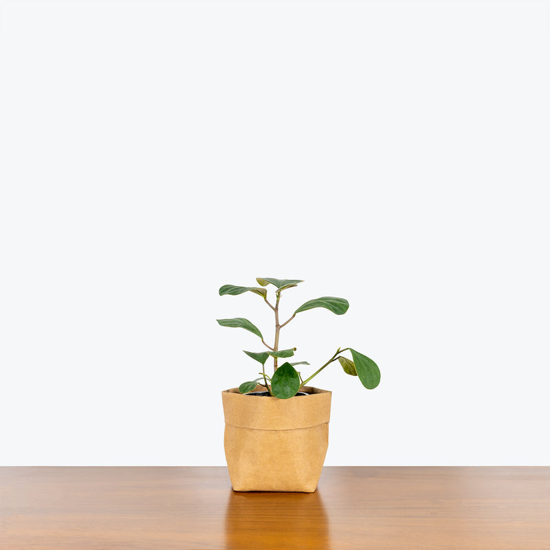 Ficus Diversifolia - House Plants Delivery Toronto - JOMO Studio