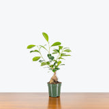 Ficus Ginseng Bonsai — 4" Pot (smaller than picture)