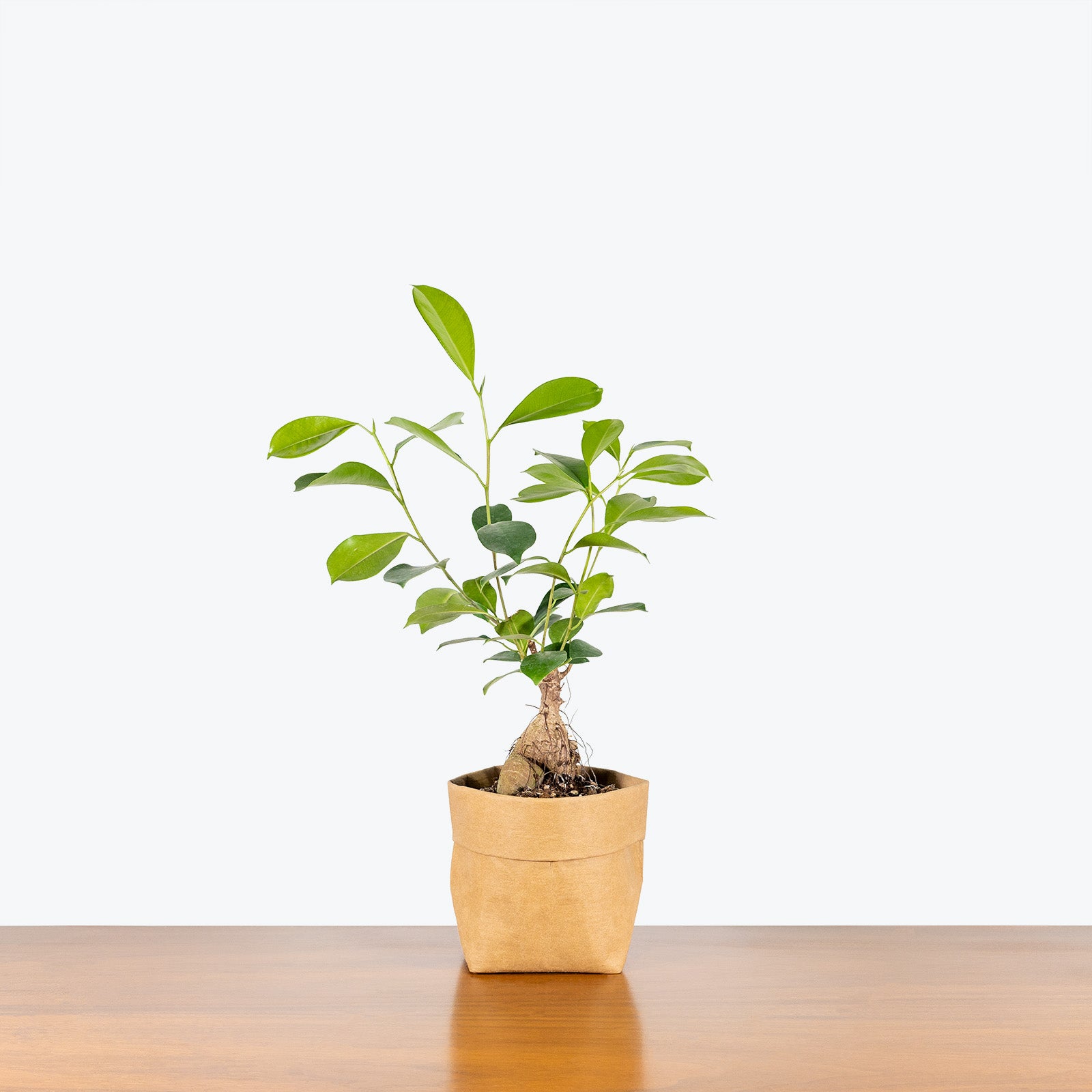 Ficus Ginseng Microcarpa - House Plants Delivery Toronto - JOMO Studio
