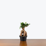 Ficus Ginseng Bonsai — 6" Pot (smaller than picture)