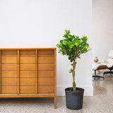 Ficus Moclame — 10" Pot - Braided (3'-4' Tall)