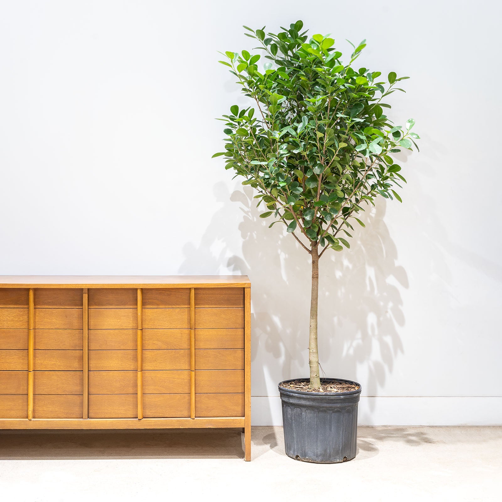 Ficus Moclame - House Plants Delivery Toronto - JOMO Studio