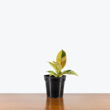 Ficus Shivereana Moonshine - House Plants Delivery Toronto - JOMO Studio