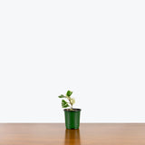 Ficus Triangularis Variegata — 4” Pot (larger than picture)