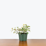 Ficus Triangularis Variegata - House Plants Delivery Toronto - JOMO Studio
