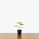 Ficus Umbellata — 4” Pot