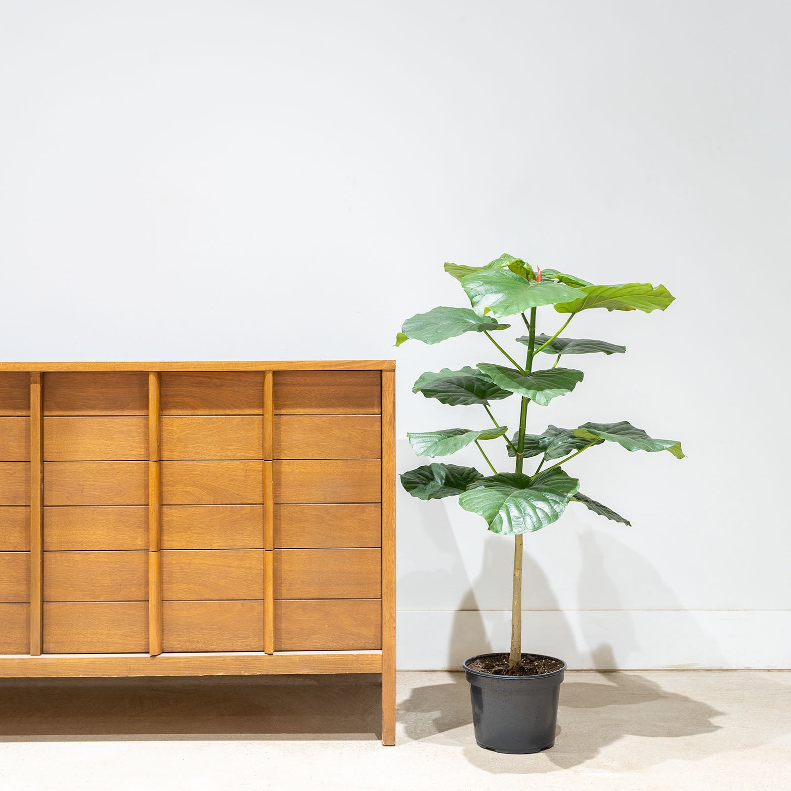 Ficus Umbellata - House Plants Delivery Toronto - JOMO Studio