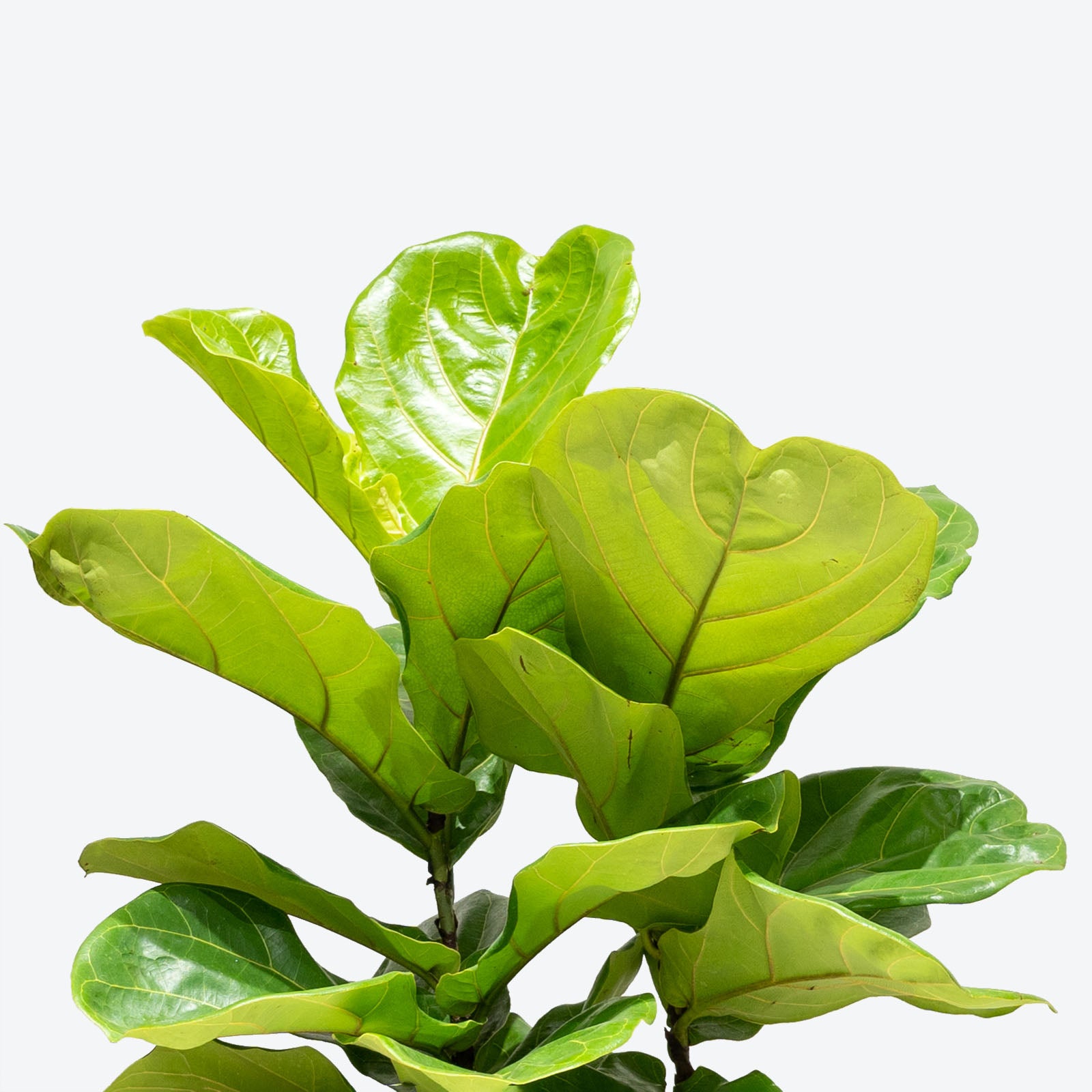 Fiddle Leaf Fig Bush - House Plants Delivery Toronto Canada - JOMO Studio