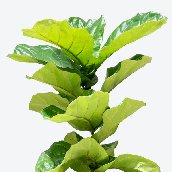 Fiddle Leaf Fig Column - House Plants Delivery Toronto - JOMO Studio