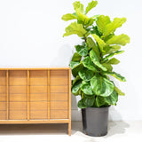 Fiddle Leaf Fig Bush - House Plants Delivery Toronto - JOMO Studio