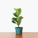 Fiddle Leaf Fig Column — 6" Pot