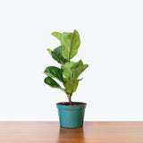 Fiddle Leaf Fig Column - House Plants Delivery Toronto - JOMO Studio