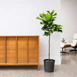 Fiddle Leaf Fig Bambino — 10" Pot - Tree (4'-5' Tall)