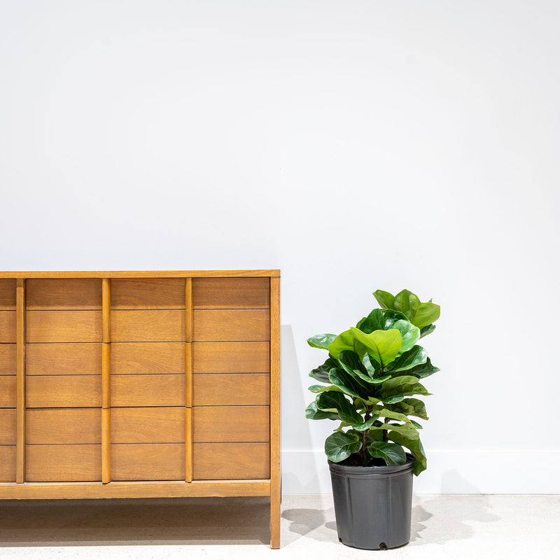 Fiddle Leaf Fig Bambino - House Plants Delivery Toronto - JOMO Studio