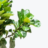 Fiddle Leaf Fig Bambino - House Plants Delivery Toronto - JOMO Studio