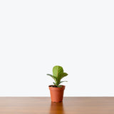 Fiddle Leaf Fig Bambino — 4" Pot (larger than picture)