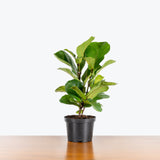 Fiddle Leaf Fig Bambino — 6" Pot - Bush