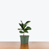 Fiddle Leaf Fig Bambino — 6" Pot (2' Tall)