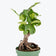 Fiddle Leaf Fig Bonsai - House Plants Delivery Toronto Canada - Jomo Studio