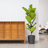 Fiddle Leaf Fig Column — 10” Pot (4'-5' Tall)