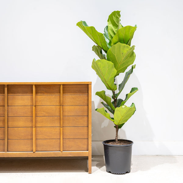 Fiddle Leaf Fig Column - House Plants Delivery Toronto - JOMO Studio
